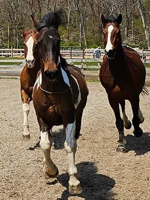 Two horses are running in a dirt field.