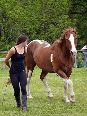 A woman leading a horse on the grass.