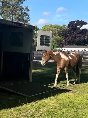 A horse standing in the grass near a building.