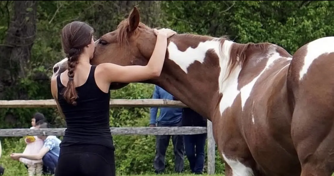 A woman is petting the face of a cow.