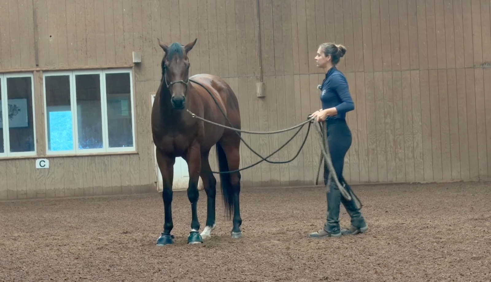 Desensitizing Touch Sensitive Horses